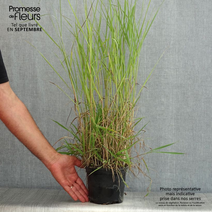 Ejemplar de Panicum virgatum Prairie Sky Maceta 2L/3L entregado en verano