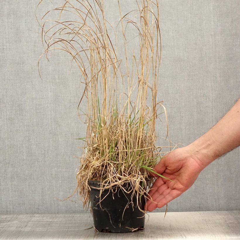 Panicum virgatum Prairie Sky Maceta 2L/3L Ejemplar entregado en la primavera