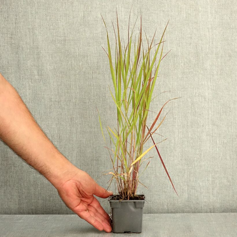 Ejemplar de Panicum virgatum Purple Tears - Pasto varilla Maceta de 8/9 cm entregado en verano