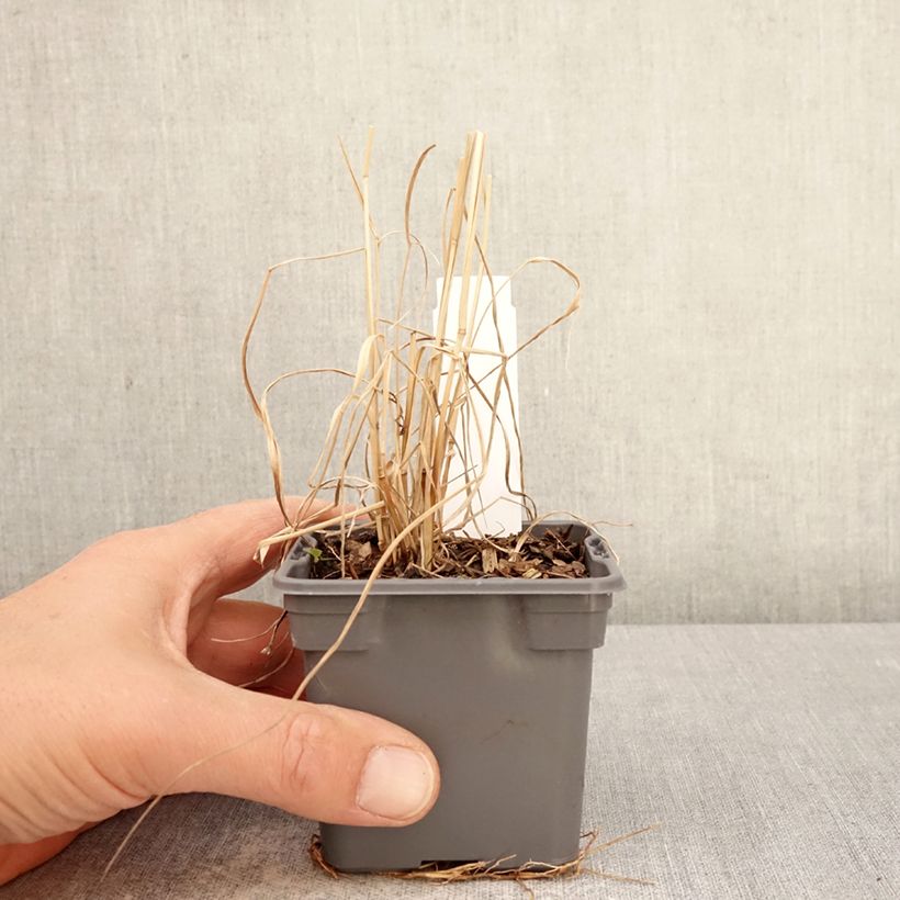 Panicum virgatum Purple Tears - Pasto varilla Maceta de 8/9 cm Ejemplar entregado en la primavera