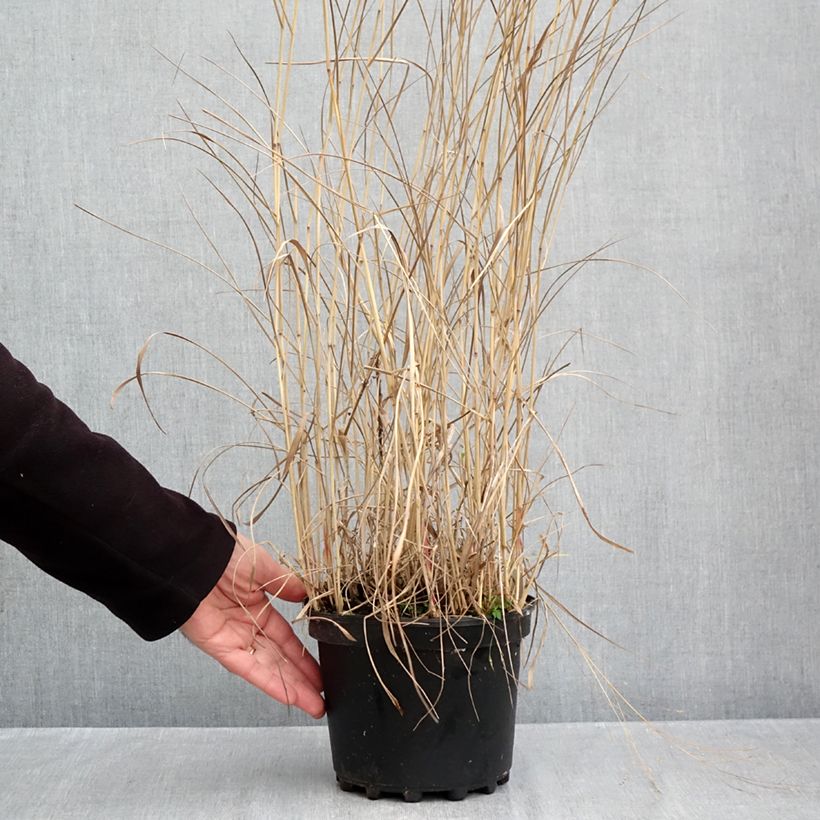 Ejemplar de Panicum virgatum Rehbraun Maceta 2L/3L entregado en otoño