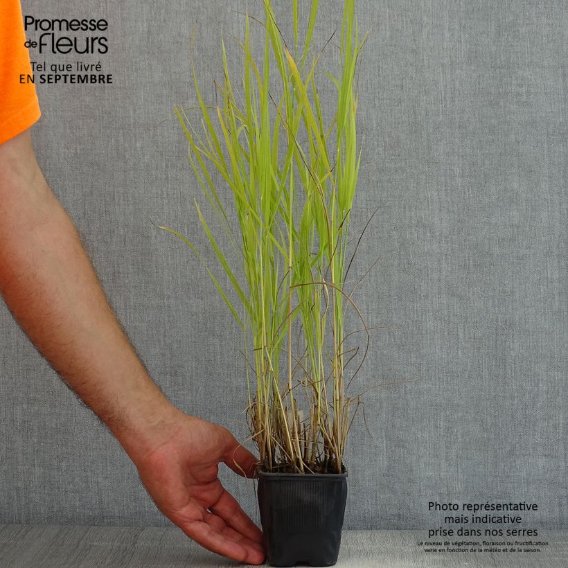 Ejemplar de Panicum virgatum Rotstrahlbusch Maceta de 8/9 cm entregado en verano