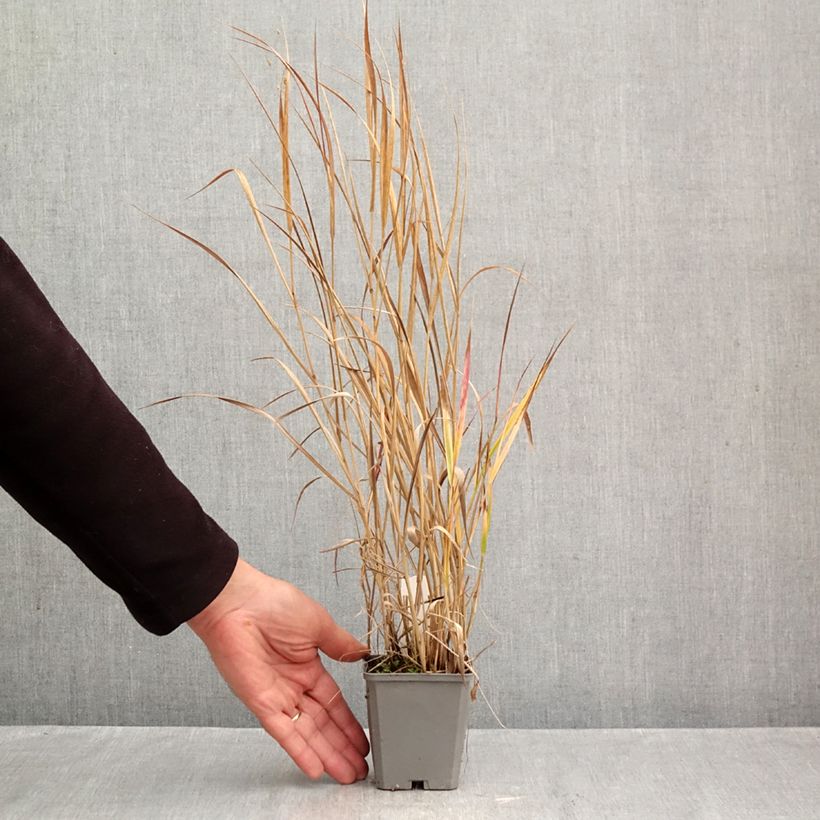 Ejemplar de Panicum virgatum Rotstrahlbusch Maceta de 8/9 cm entregado en otoño
