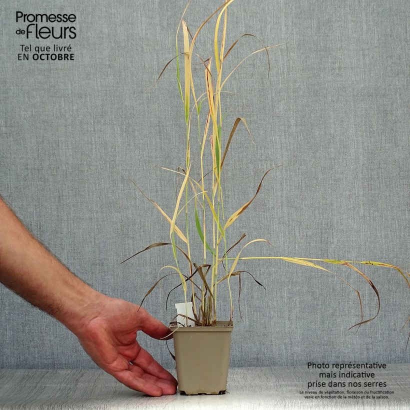 Ejemplar de Panicum virgatum Sangria Maceta de 8/9 cm entregado en otoño