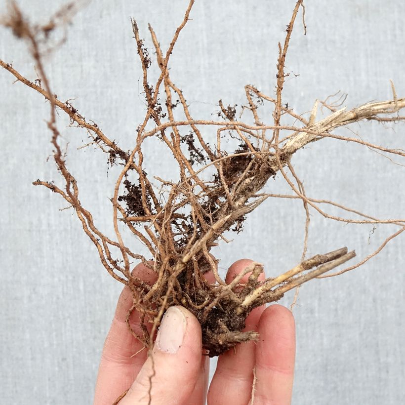 Panicum virgatum Sangria Raíces desnudas Ejemplar entregado en invierno