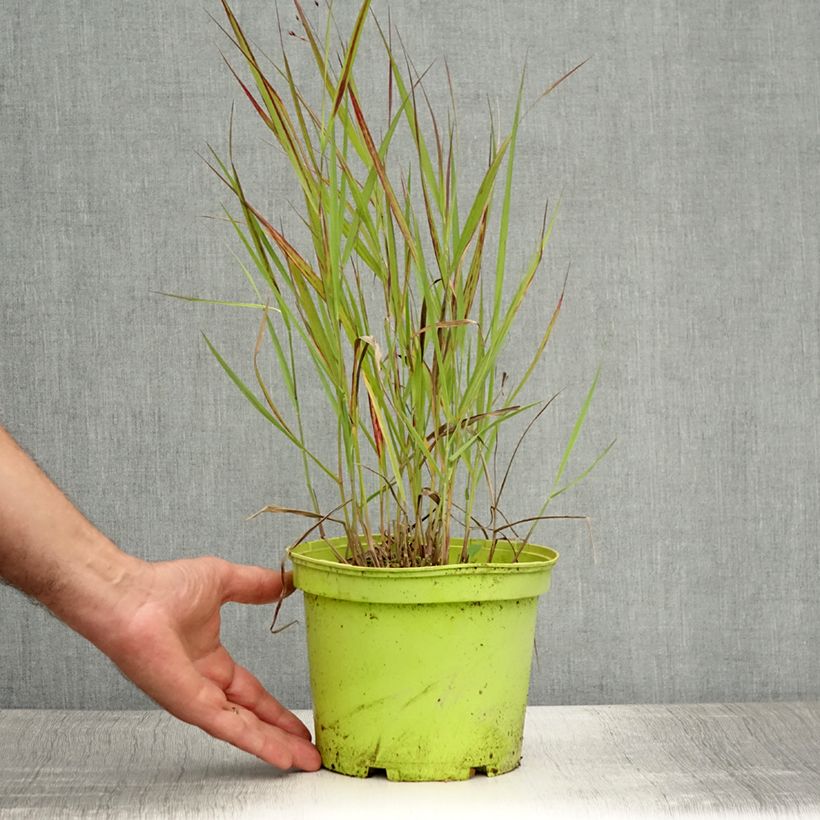 Ejemplar de Panicum virgatum Shenandoah Maceta 2L/3L entregado en verano