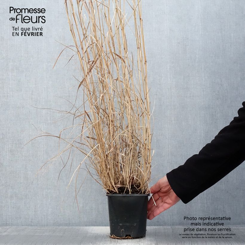 Panicum virgatum Squaw Maceta 2L/3L Ejemplar entregado en invierno