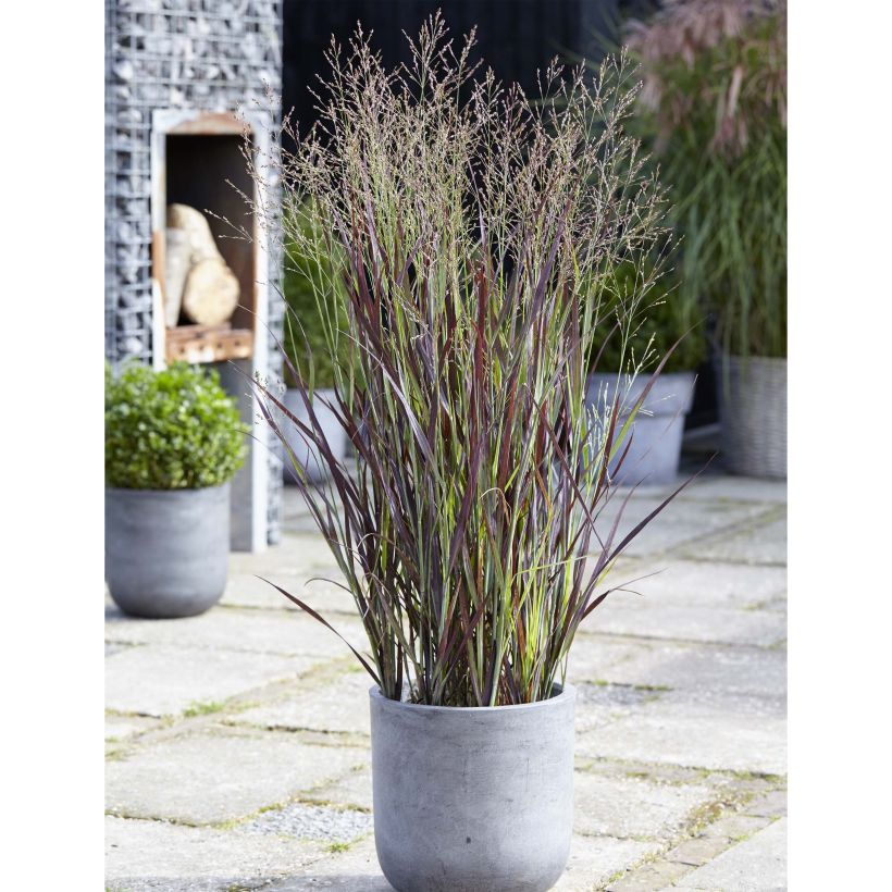 Panicum virgatum Purple Breeze (Porte)