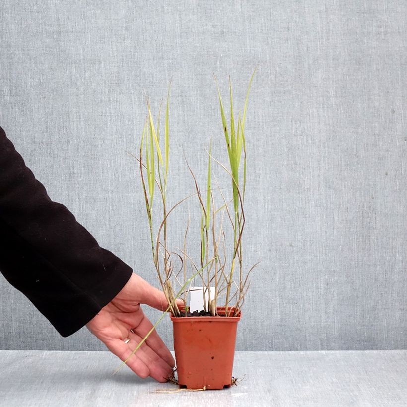 Ejemplar de Panicum virgatum Purple Breeze Maceta de 8/9 cm entregado en otoño