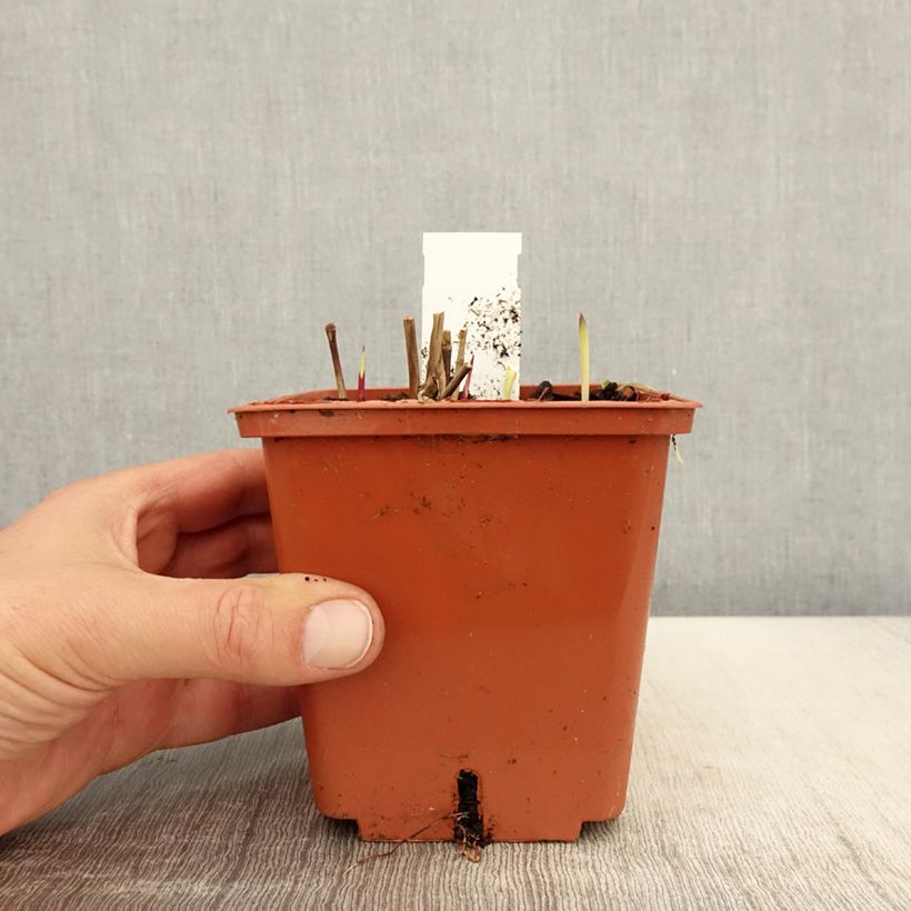 Panicum virgatum Purple Breeze Maceta 3L/4L Ejemplar entregado en la primavera