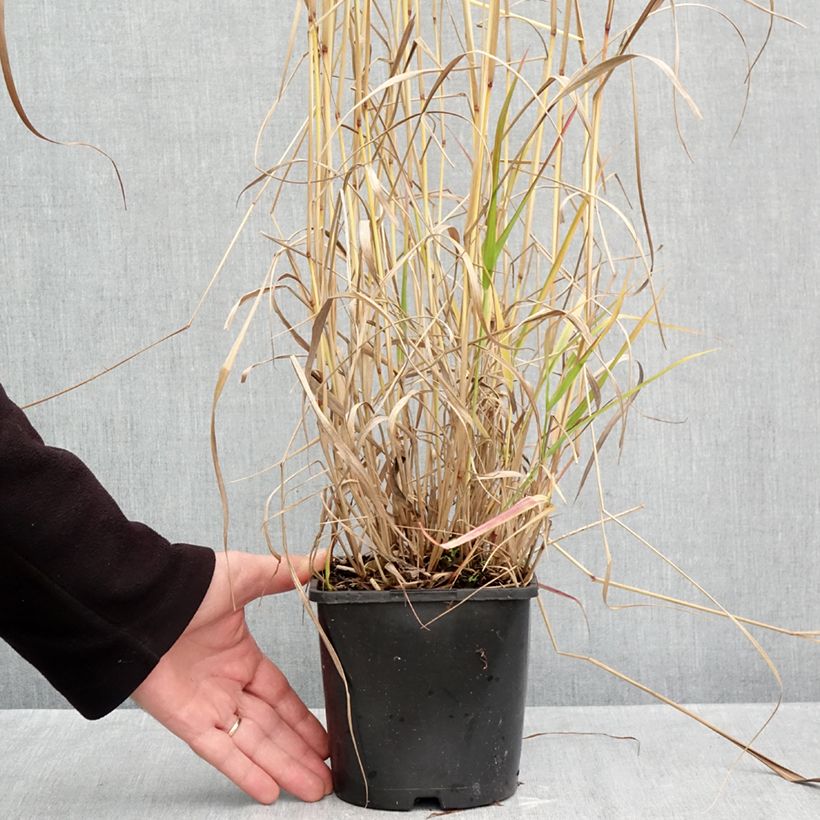 Ejemplar de Panicum virgatum Squaw Maceta 2L/3L entregado en otoño