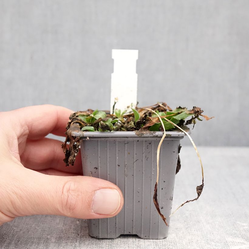 Bellis perennis - Margarita de los prados Maceta de 8/9 cm Ejemplar entregado en invierno