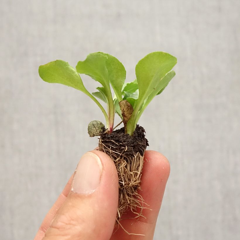 Ejemplar de Bellis perennis Tasso - Margarita de los prados minicepellón: de 2,2 cm x 2 cm en bandeja de cultivo por 35 entregado en otoño