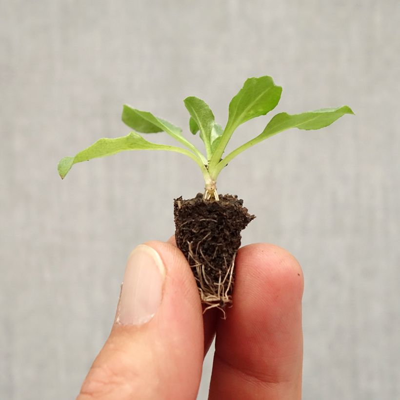 Ejemplar de Bellis perennis Tasso - Margarita de los prados minicepellón: Ø 3/4 cm entregado en otoño
