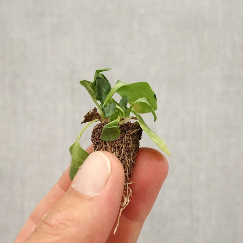 Ejemplar de Bellis perennis Tasso Strawberries & Cream - Margarita de los prados minicepellón: de 2,2 cm x 2 cm en bandeja de cultivo por 35 entregado en otoño
