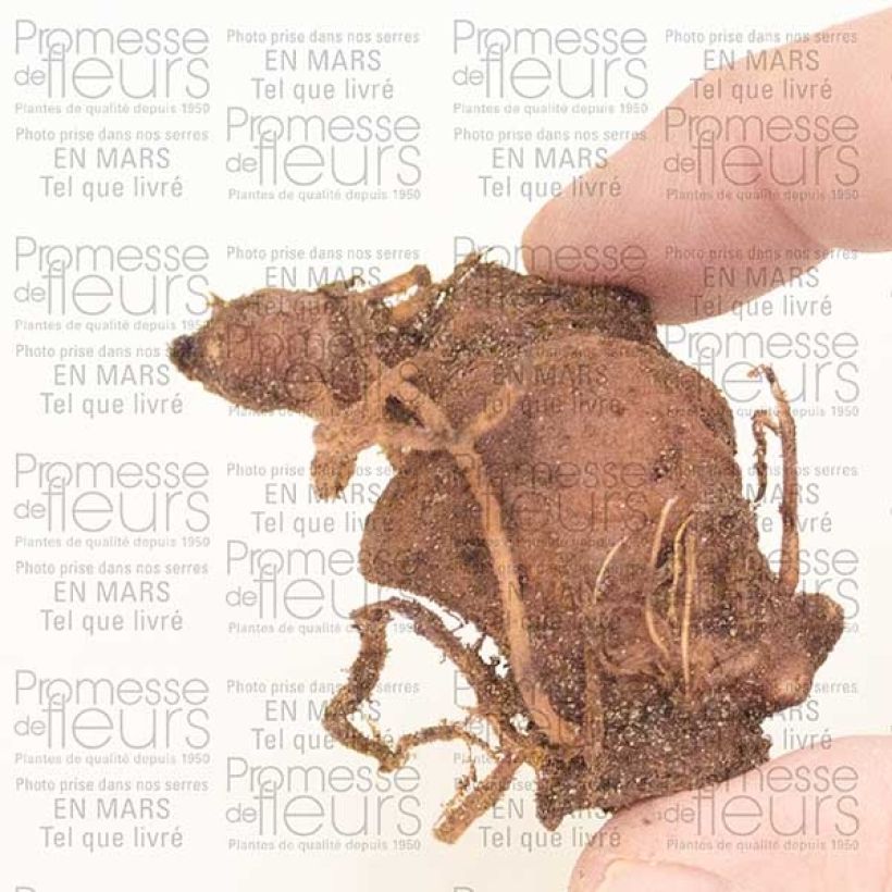 Ejemplo de ejemplar de Paris polyphylla - Uva de zorra Bulbo tal y como se entrega