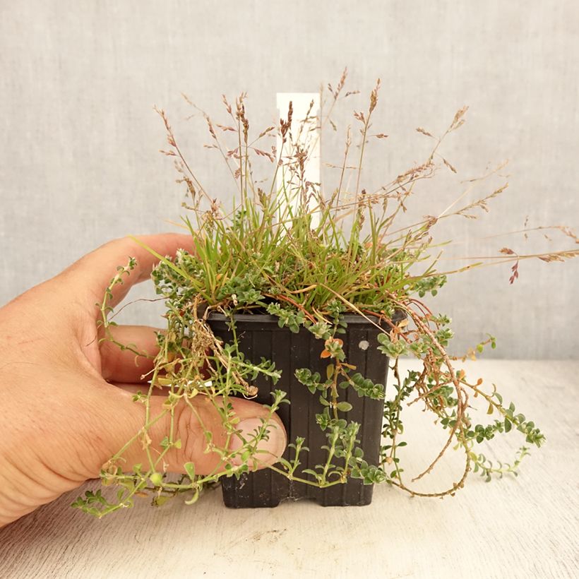 Ejemplar de Paronychia kapela subsp. serpyllifolia Maceta de 8/9 cm entregado en verano