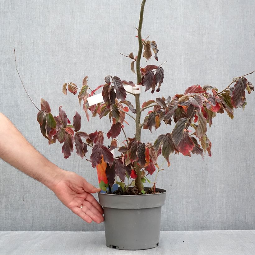 Ejemplar de Parrotia persica Burgundy - Árbol de hierro Maceta 4L/5L entregado en otoño