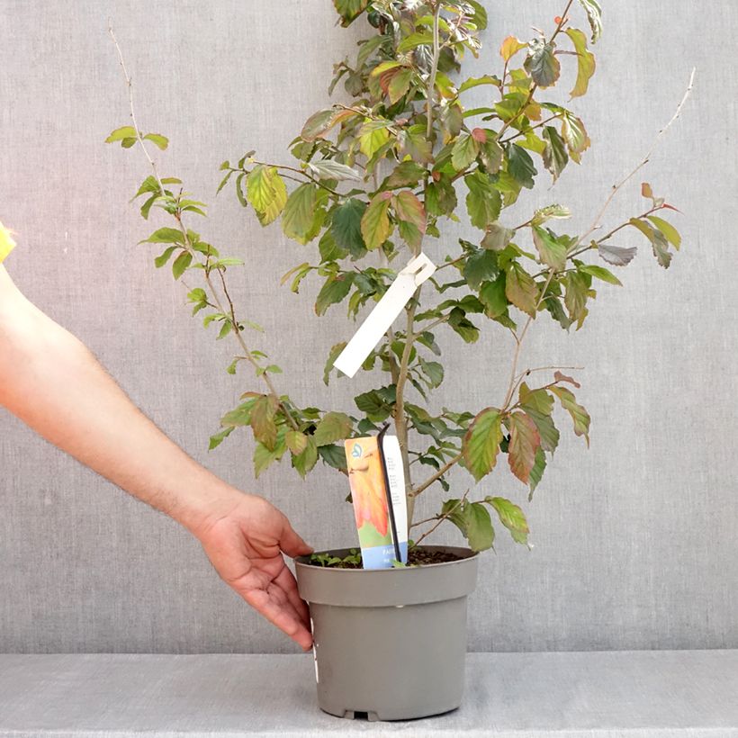 Parrotia persica Burgundy - Árbol de hierro Maceta 4L/5L Ejemplar entregado en la primavera