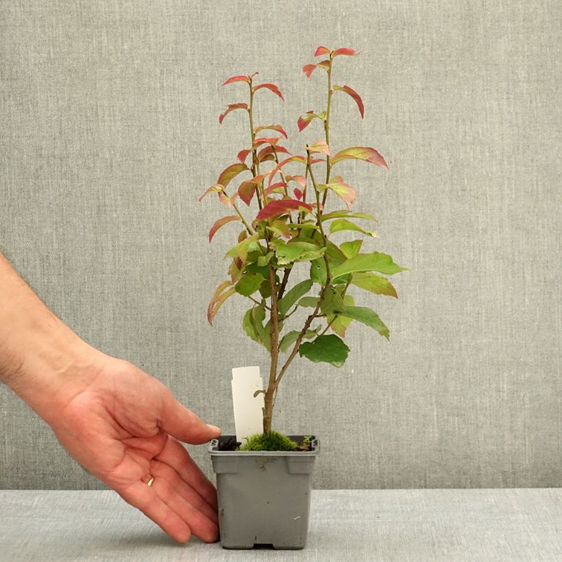 Parrotia persica Persian Spire - Árbol de hierro Maceta de 8/9 cm Ejemplar entregado en la primavera