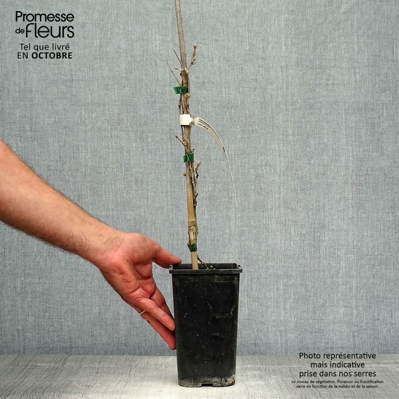 Ejemplar de Parthenocissus quinquefolia Star Shower - Parra virgen Maceta 1,5L/2L entregado en otoño