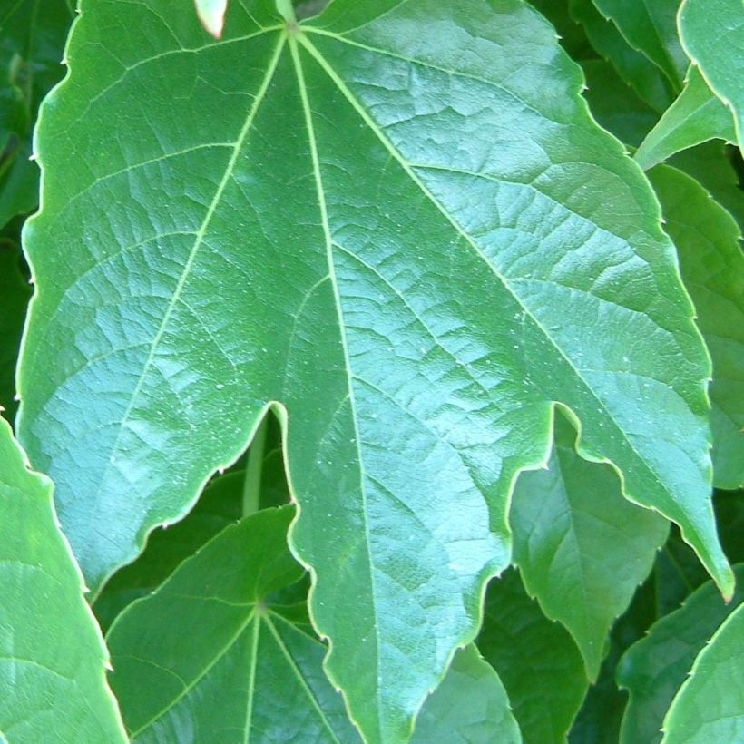 Parthenocissus tricuspidata Green Spring - Parra virgen (Follaje)