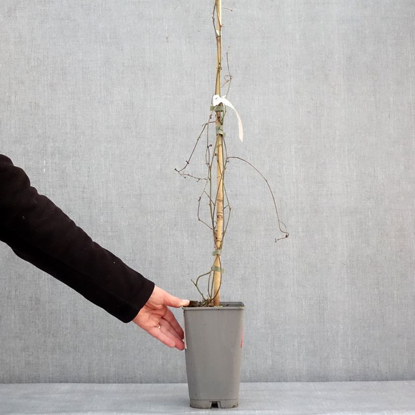 Passiflora citrina - Flor de la pasión Maceta 3L/4L Ejemplar entregado en invierno