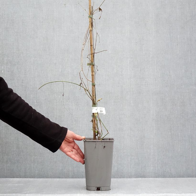 Passiflora citrina - Flor de la pasión Maceta 3L/4L Ejemplar entregado en la primavera