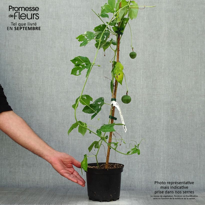 Ejemplar de Passiflora incarnata - Flor de la pasión Maceta 2L/3L entregado en otoño