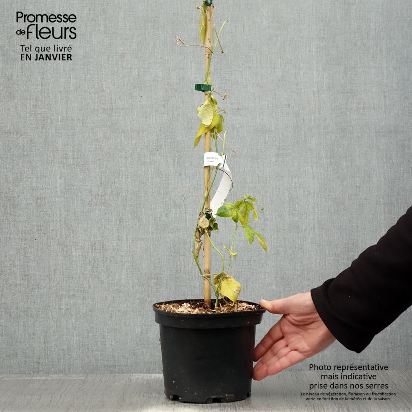 Passiflora incarnata - Flor de la pasión Maceta 2L/3L Ejemplar entregado en invierno