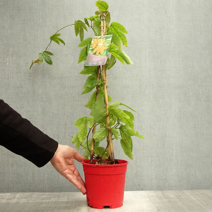Ejemplar de Passiflora vitifolia - Pasiflora perfumada Maceta 2L/3L entregado en otoño
