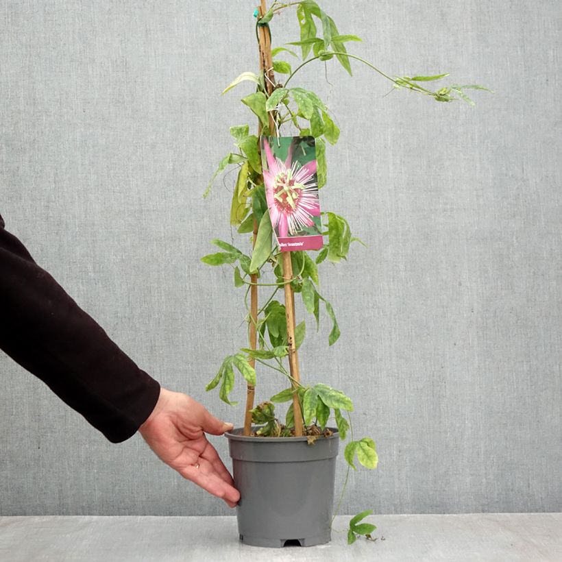 Ejemplar de Passiflora Anastasia - Flor de la pasión Maceta 2L/3L entregado en otoño