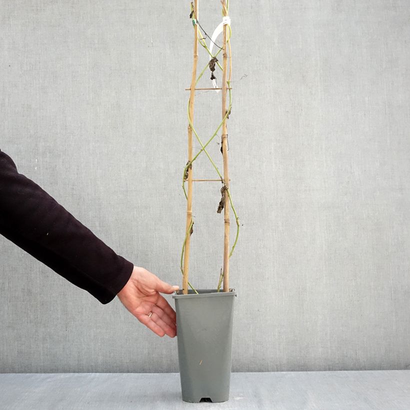 Ejemplar de Passiflora incarnata Eia popeia - Flor de la pasión Maceta 1L/1,5L entregado en otoño