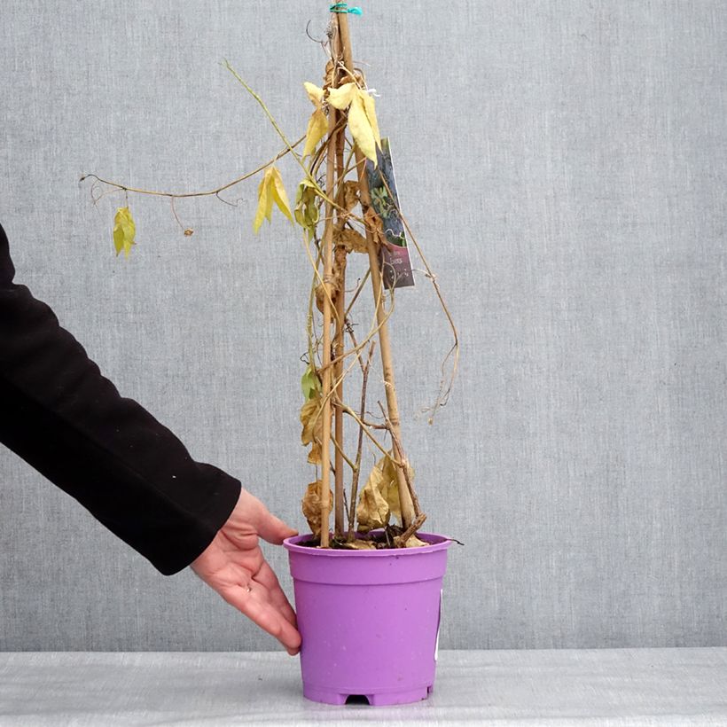 Passiflora Essenza - Flor de la pasión Maceta 2L/3L Ejemplar entregado en invierno