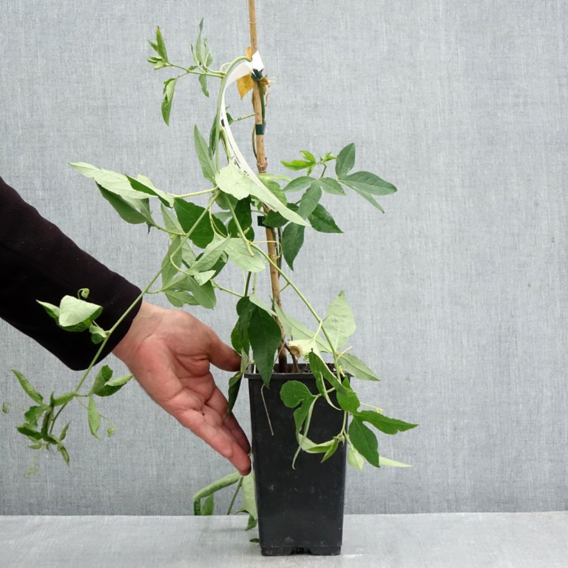 Ejemplar de Passiflora incarnata Fata Confetto - Flor de la pasión Maceta 1,5L/2L entregado en otoño
