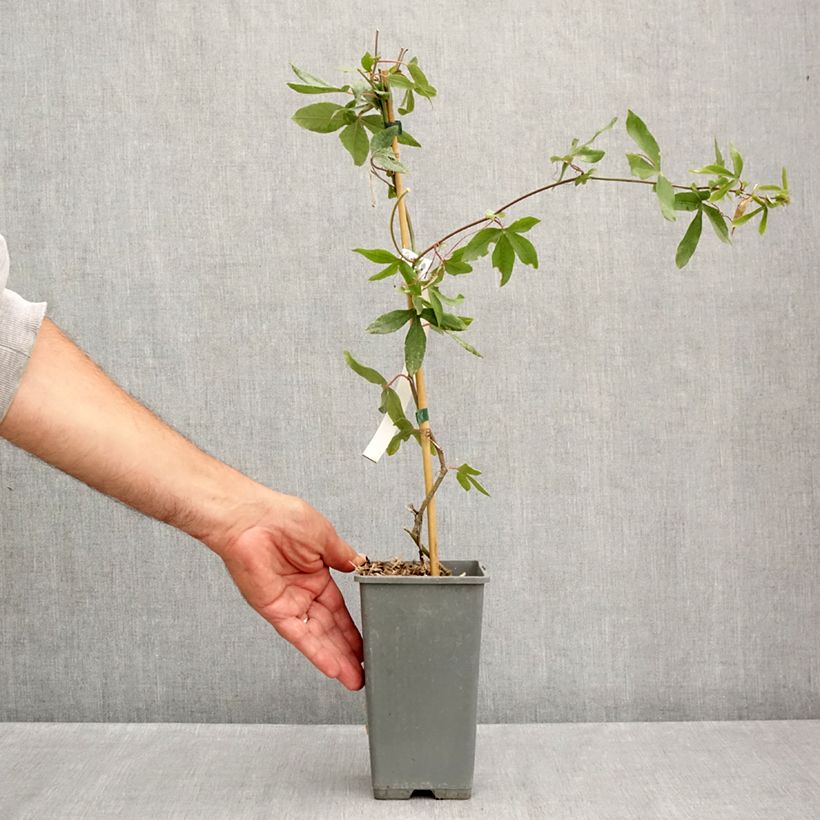 Ejemplar de Passiflora caerulea Clear Sky - Flor de la pasión Maceta 1,5L/2L entregado en verano