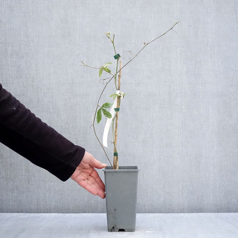 Passiflora caerulea Clear Sky - Flor de la pasión Maceta 1,5L/2L Ejemplar entregado en invierno