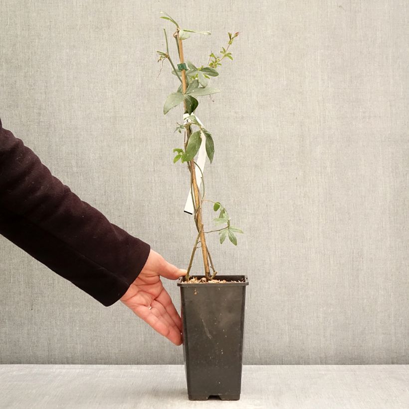 Passiflora caerulea Clear Sky - Flor de la pasión Maceta 1,5L/2L Ejemplar entregado en la primavera