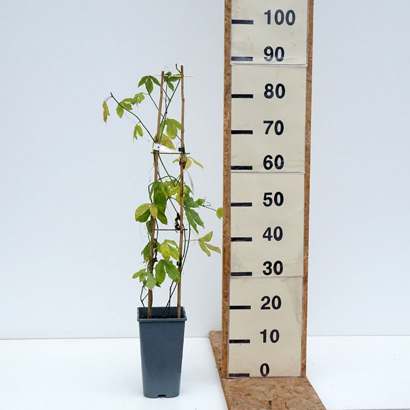 Ejemplar de Passiflora Incense - Flor de la pasión Maceta 2L/3L entregado en otoño