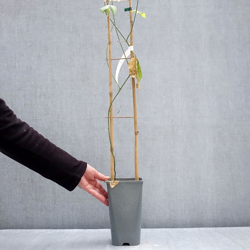 Passiflora Incense - Flor de la pasión Maceta 2L/3L Ejemplar entregado en invierno