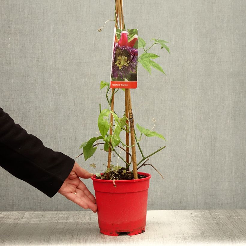 Ejemplar de Passiflora Marijke - Flor de la pasión Maceta 2L/3L entregado en otoño