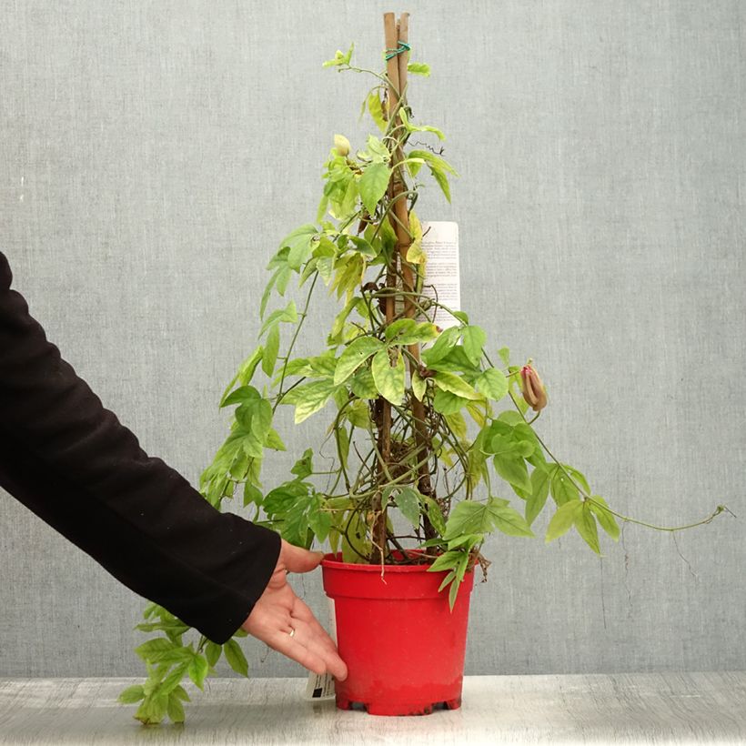 Ejemplar de Passiflora Michael - Flor de la pasión Maceta 2L/3L entregado en otoño