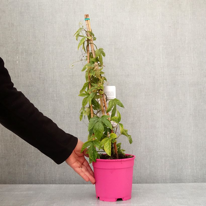 Passiflora Michael - Flor de la pasión Maceta 2L/3L Ejemplar entregado en invierno