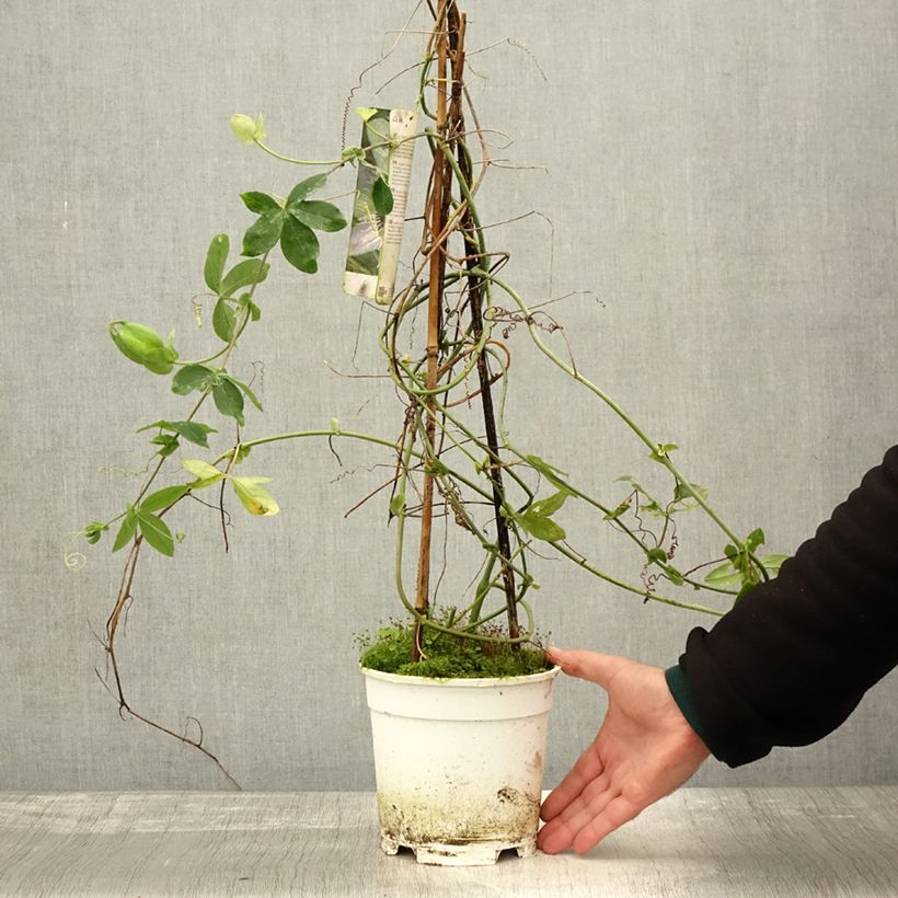 Ejemplar de Passiflora Panda - Flor de la pasión Maceta 2L/3L entregado en otoño
