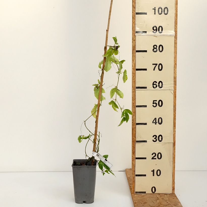 Ejemplar de Passiflora Imperatrice Eugénie - Flor de la pasión Maceta 3L/4L entregado en otoño
