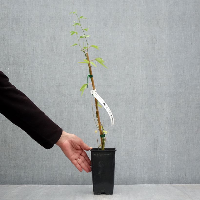 Ejemplar de Passiflora Exoniensis - Flor de la pasión Maceta 1,5L/2L entregado en otoño