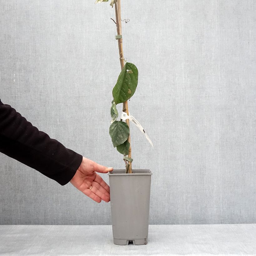 Passiflora quadrangularis - Badea Maceta 3L/4L Ejemplar entregado en invierno