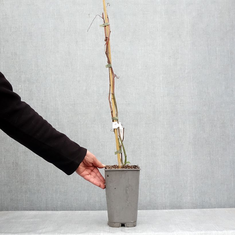 Passiflora quadrangularis - Badea Maceta 3L/4L Ejemplar entregado en la primavera