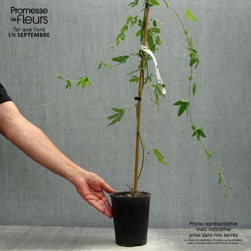 Ejemplar de Passiflora hybrida Snow Queen - Flor de la pasión Maceta 2L/3L entregado en otoño