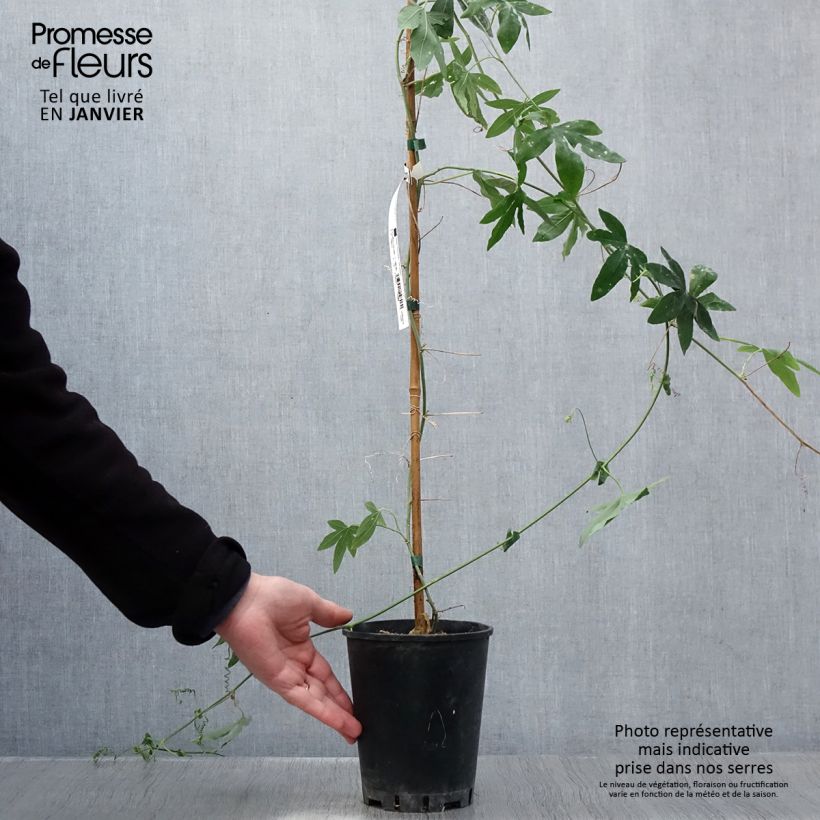 Passiflora hybrida Snow Queen - Flor de la pasión Maceta 2L/3L Ejemplar entregado en invierno